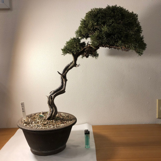 【盆栽】紀州真柏　樹齢30年
