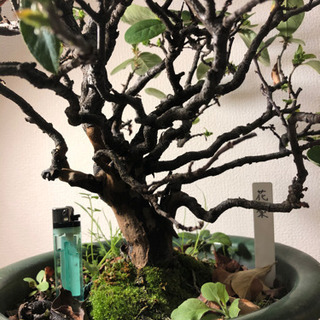 【盆栽】花梨(かりん)