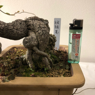 盆栽】縮緬葛(ちりめんかずら)半懸崖