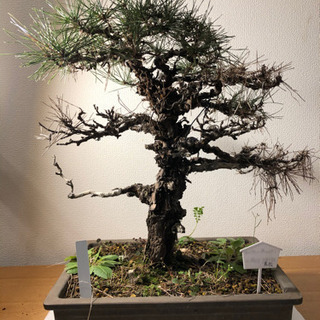 盆栽】赤松(あかまつ) 樹齢50年以上