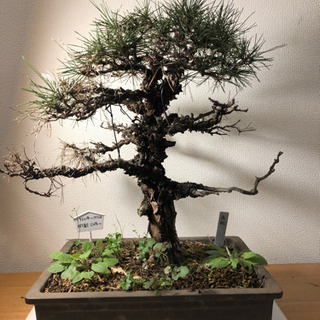 赤松　　　樹齢　75年～ 盆栽】赤松(あかまつ) 樹齢50年以上