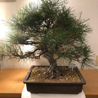 盆栽】黒松 樹齢40〜50年