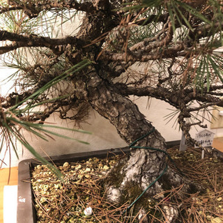 盆栽】黒松 樹齢40〜50年