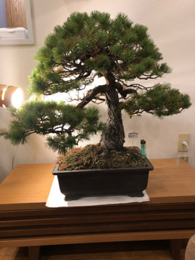 盆栽】五葉松(ごようまつ)樹齢120年 | noonanwaste.com