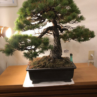 盆栽☆その4☆五葉松☆全高：約70cm☆樹齢：約50年