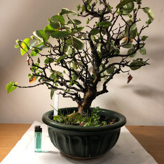 盆栽】花梨(かりん)