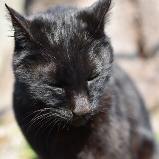 すり寄ってくる人懐っこい黒猫のジジちゃん