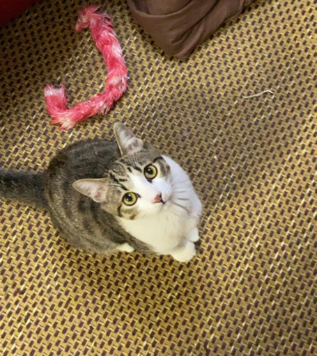 急募 生後7ヶ月の甘えん坊な男の子 すーくん このさ 深谷の猫の里親募集 ジモティー 急募 生後7ヶ月の甘えん坊な男の子 すーくん このさ 深谷の猫の里親募集 ジモティー