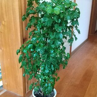 観葉植物　ポリシャス-1