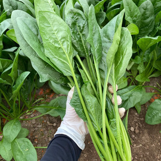 特大ほうれん草🥬