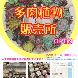 多肉植物販売中