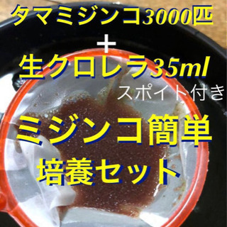 【ネット決済・配送可】ミジンコ簡単培養セット　3000匹＋スーパ...