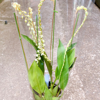 Dendrochilum  cobbianum 希少 植物苗