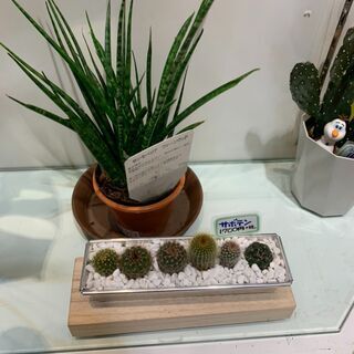 サンスベリア　ファーンウッド　 ミカド　 観葉植物