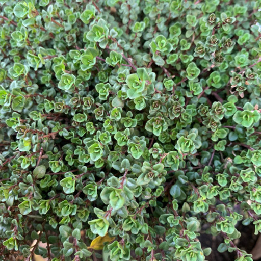 クリーピングタイム タイム 植物苗 ハーブ みんみん 三ツ境の生活雑貨の中古あげます 譲ります ジモティーで不用品の処分