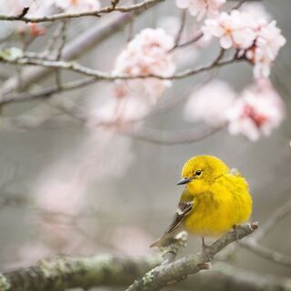 Break ～和室やおそと、Zoomでやってる、ひきこもりの自助...