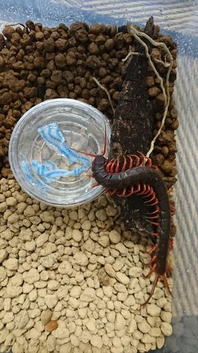 オオムカデ