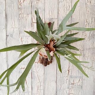 【観葉植物】ビカクシダ　ヴィーチー　※コルク壁掛け