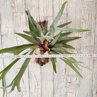 【観葉植物】ビカクシダ　ヴィーチー　※コルク壁掛け