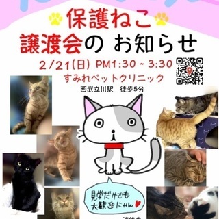 4月18日(日)🌸保護猫の譲渡会🌸開催‼️🌸すみれペットクリニック動物病院🐈 − 東京都