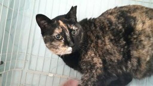 とても賢い甘えん坊のサビ猫 ｐａｆｆｙ 摂津富田の猫の里親募集 ジモティー