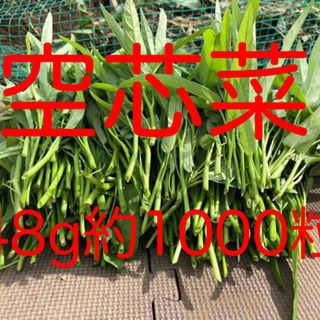 【ネット決済・配送可】空芯菜の種2