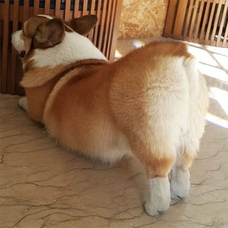 ブリーダー 助け合い ジモティー
