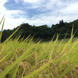 お米　あきさかり　30キロ