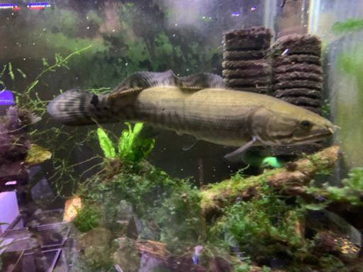 アミアカルバァ　20cm