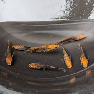 🐦飛燕メダカ　ひえん　