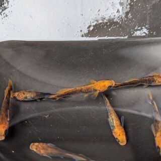 🐦飛燕メダカ　ひえん　