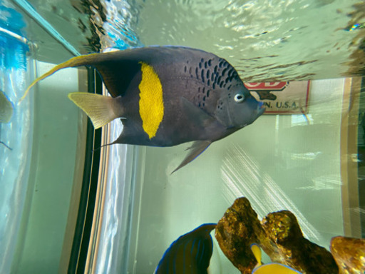 1匹づつorまとめて 海水魚 熱帯魚 売ります※投稿期間3月