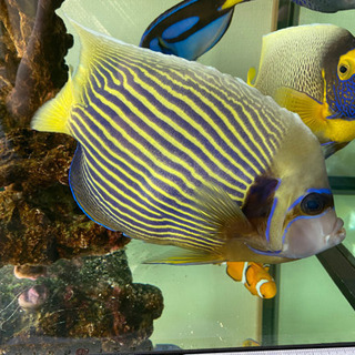 1匹づつorまとめて　海水魚　熱帯魚　売ります※投稿期間3月31日まで 1匹づつorまとめて 海水魚 熱帯魚 売ります※投稿期間3月31日まで