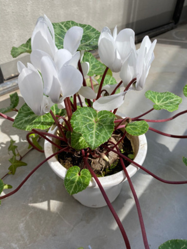 取引成立 無料 白いシクラメン りっちゃん 豊島のその他の中古あげます 譲ります ジモティーで不用品の処分