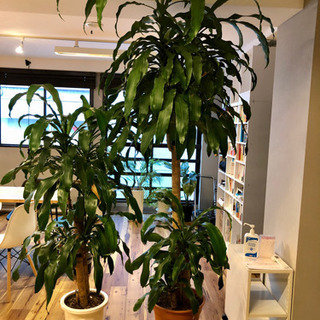 観葉植物　ドラセナ（幸福の木）
