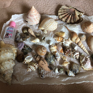 【ネット決済・配送可】私の祖父が天草で集めた貝殻20点セット