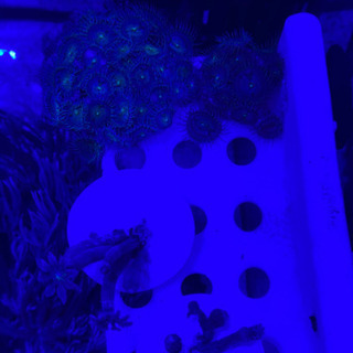マメスナギンチャク　蛍光グリーン　ロングポリプ　サンゴ
