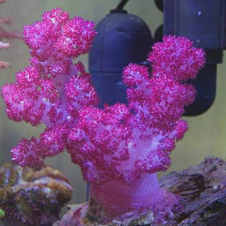 【ネット決済・配送可】オオトゲトサカ　ソフトコーラル　海水魚　サンゴ