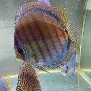 ディスカス　ペア