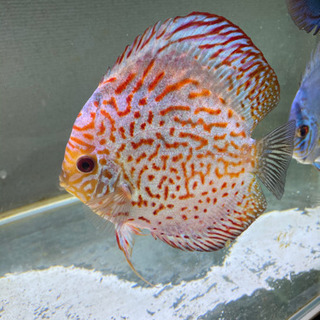 ディスカス　ペア