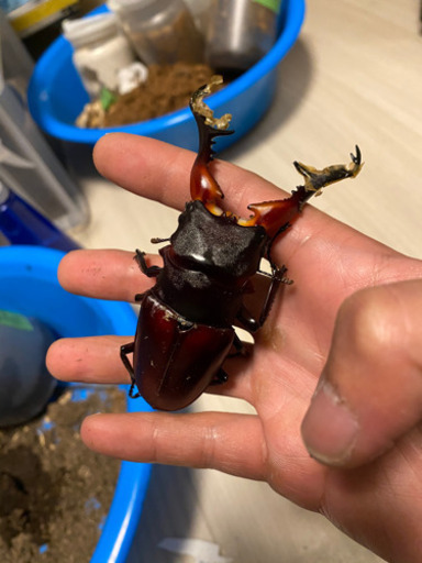 ギラファノコギリ♂単品