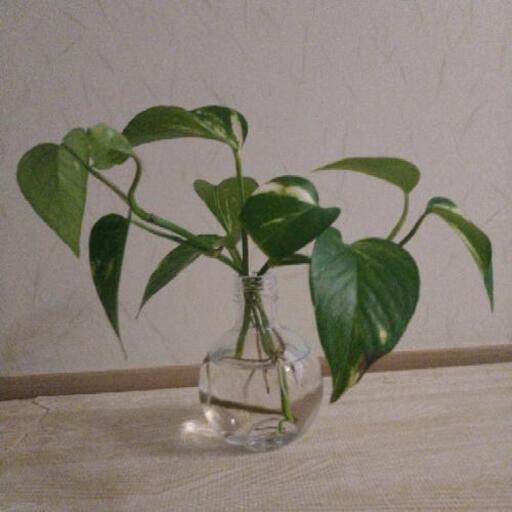 ポトス水栽培観葉植物 ま 三鷹のインテリア雑貨 小物 その他 の中古あげます 譲ります ジモティーで不用品の処分