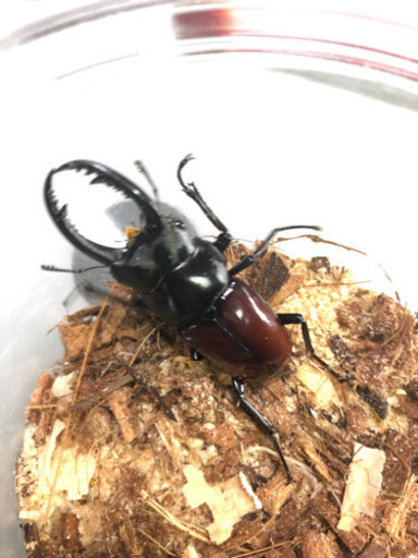 マグダレインコクワガタ　ペアⅣ