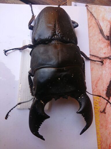 (insectbase)ハーキュリーＴ血統スマトラ大型血統 ♂93㎜ペア‼️一度使用 insectbase)ハーキュリーT血統スマトラ大型血統 ♂93㎜ペア‼️一度使用