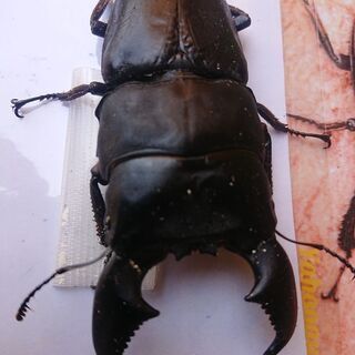 (insectbase)ハーキュリーＴ血統スマトラ大型血統 ♂93㎜ペア‼️一度使用