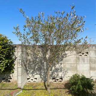 オリーブの木（庭植え）