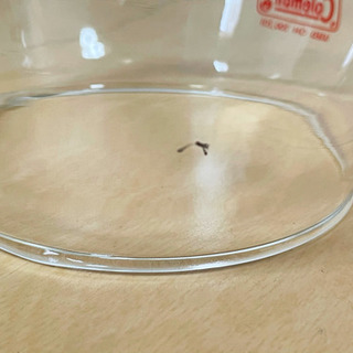 【美品】コールマン　200A700 グリーン　緑　1981年3月