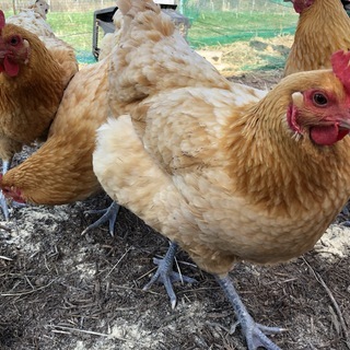 【2歳から6歳】ニワトリに会いに行こう！Chicken Day!