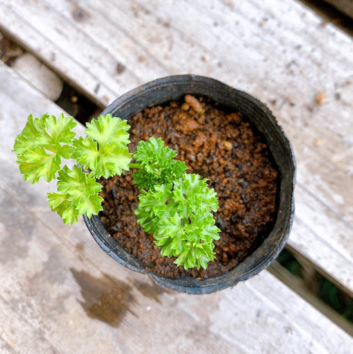 パセリ 植物苗 無農薬 みんみん 三ツ境の生活雑貨の中古あげます 譲ります ジモティーで不用品の処分