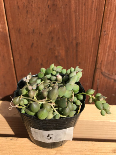 多肉植物ピーチネックレス 5 Piyoco 湘南深沢のその他の中古あげます 譲ります ジモティーで不用品の処分 多肉植物ピーチネックレス 5 Piyoco 湘南深沢のその他の中古あげます 譲ります ジモティーで不用品の処分